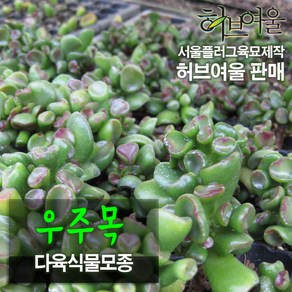 [허브여울모종] 우주목 모종 (서울육묘생산 허브여울판매 정품다육모종), 5개