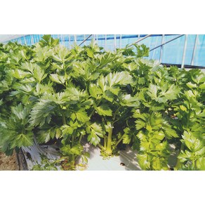 샐러리 (Celery) 1포기 1kg 내외