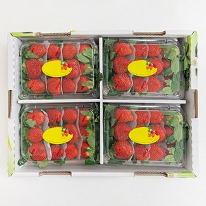 마이팜 홍희 설향 고당도 제철 딸기, 1개, 2kg (특)