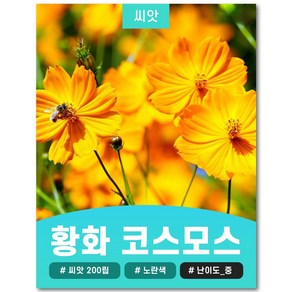 노란 황화 코스모스 황색 황하 씨앗 혼합 500립