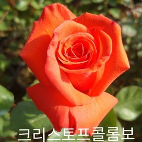 사계장미 (정원) 크리스토프콜롬보 (주홍색) 포트(분) 키60cm 1주(개), 본상품선택, 1개