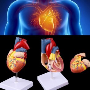 심장모형 34개 명칭 분리식 인체심장 교욕 인체모형