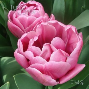 튤립(Tulip) 추식 구근 겹툴립 더블유(1set-5구) 금강원예, 1세트