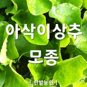 채소 모종 ~ 각종 묘종. 베란다 텃밭 세트 공기정화식물 허브 씨앗 채소모종 ~