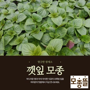 깻잎모종 12(개) 쌈채소 들깨 (구 모종파머스)