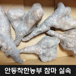 안동참마 알뜰 실속 5kg 24년 햇마 (크기 크고 깎기편한상품)