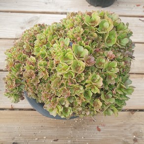 [수암다육] 할로윈 철화 랜덤발송 Aeonium 'Halloween' f. cristata 다육 다육이 다육식물 532