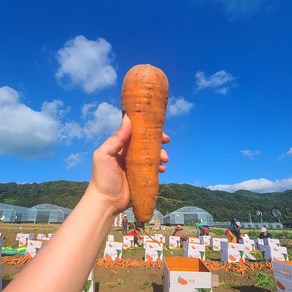 친환경 마음밭 국내산 무농약 흙 당근 3kg 5kg 10kg