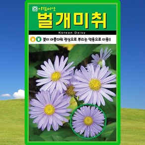 아람종묘 벌개미취 씨앗 500립 벌개미취 꽃씨 야생화 약초 종자, 1개