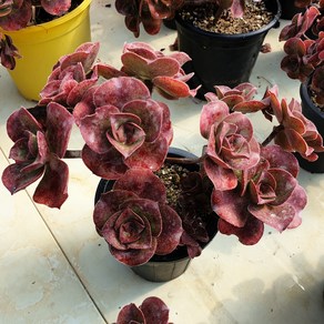 [수암다육] 로스코프 랜덤발송 Aeonium 'Roscov' 군생 묵은둥이 다육 다육이 다육식물 Succulent 반려식물 국민다육 선인장