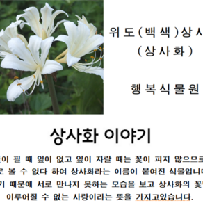 위도(백색)상사화, 1개