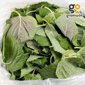 어린 깻잎순 4KG 국내산 생 깻순 깨순, 손질 깻잎순 4kg, 1개