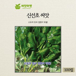 KS종묘 신선초 씨앗 100립 고유의 맛과 엽형이 탁월한 재래종 국내산 품종 종자, 1개