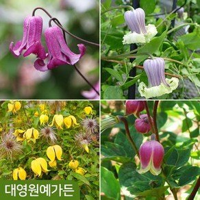 벨타입 클레마티스 10cm포트 31종 택1 개화주 덩굴식물 으아리, 1개, 31. 리틀벨 10cm포트