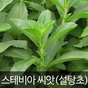 gr스테비아 씨앗 허브씨앗 종자 stevia herb seed 50알