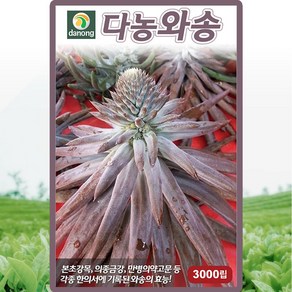 다농 와송 씨앗 3000립 와송 꽃씨 약초 종자