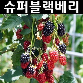 슈퍼블랙베리(V7) 나무 묘목 삽목1년 뿌리 특묘1개/유실수 과실수, 거봉포도 삽목1년생 뿌리묘, 1개