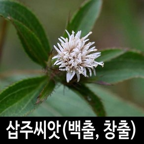 삽주 씨앗 백출씨앗 창출씨앗 약초씨앗 약초 100알