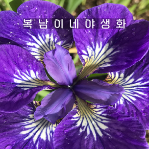 아이리스 시베리안 아이씨스타 [1포트 복남이네야생화 iis sibeian], 1개