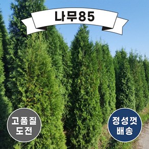 (나무85) 서양측백(미측백) 묘목, 2. 서양측백(미측백) 키 1.2m, 1개