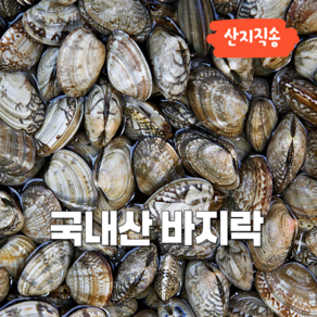 [산지직송] 당일조업 활 바지락, 1개, 1kg