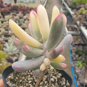 [수암다육] 원종방울복랑금 랜덤발송 Cotyledon obiculata f. vaiegata 랜덤발송 다육 다육이 다육식물 328, 1개