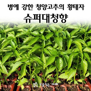 [모종심는아빠] 병에 강한 청양고추의 황태자 슈퍼대청향 모종, 모종6개, 1개