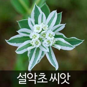 설악초 씨앗 유포르비아씨앗 꽃씨 euphorbia seed 20알