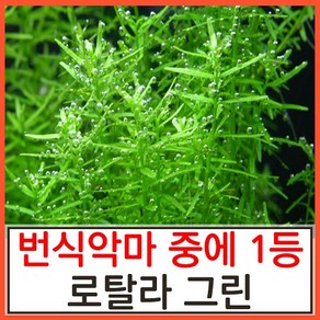 수초하우스) 로탈라그린(급성장종 중 가장 미친악마), 15개