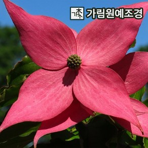 미꽃산딸나무 미꽃산딸 가림원예조경, 스칼렛파이어 R4cm개화주분묘, 1개