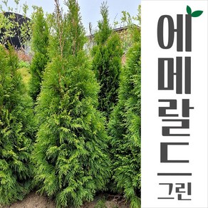 에메랄드그린 (1.2~1.5M이상), 1M~1.2M, 1개