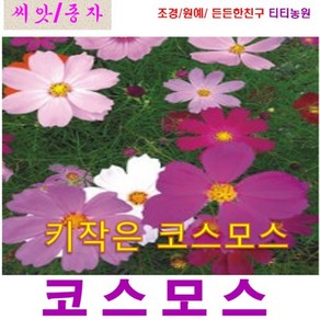 희귀씨앗 ) 키작은 코스모스(왜성 코스모스) 2000립