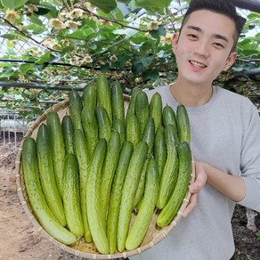 오이 오이지오이 백다다기 백오이 오이지용 소박이용 10개 25개 50개