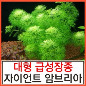 수초하우스) 자이언트암브리아(급성장종) 수초