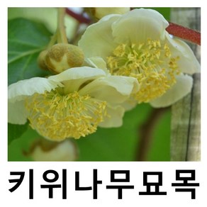 키위나무 묘목 수분수 숫나무 도마리 접목1년 특묘, 1개