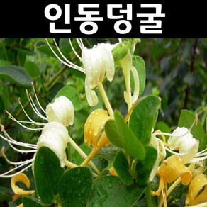 흰인동덩굴(인동초) 포트묘 5개/야생화 덩굴식물 울타리, 5개