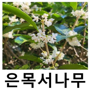 은목서나무 묘목 삽목2년 5주묶음, 1개