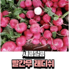 국내산 래디쉬 적환무 300g 2kg, 2kg 내외, 1개