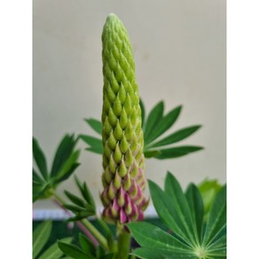 [다온야생화] N5953 루피너스 (9cm) [색상랜덤], 1개