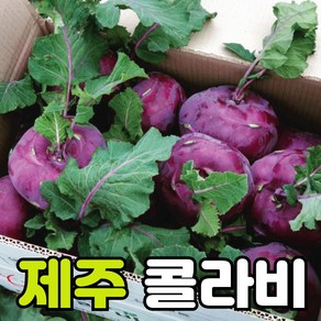 제주콜라비 농장직송 콜라비무 제철 한경면 직접재배 품질인증 당일수확 초신선 콜라비 깍두기 5kg 10kg 15kg, 1박스