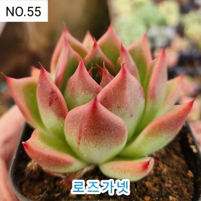 다육식물- 희귀 다육 100가지 모아보기, [NO. 55] 7.5cm 포트, 1개