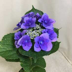 [해피그린 화원] [블루장미수국] 수국 블루장미수국 수국꽃 꽃식물 꽃화분 반려식물 공기정화식물 식물 095 화원 농원, 1개