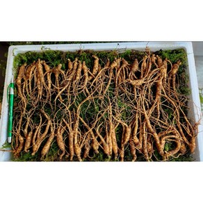 [백세산삼] 산지직송 산양삼 산양산삼 5년근 [못난이삼], 30개, 5g