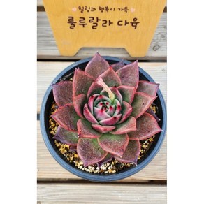 [룰루랄라다육][랜덤]다육식물 대품 케빈카이저, 1개