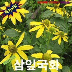 삼잎국화 10립 씨앗 구근 모종 꽃씨 봄 여름 가을 겨울 희귀 심는꽃 야생화, 1개