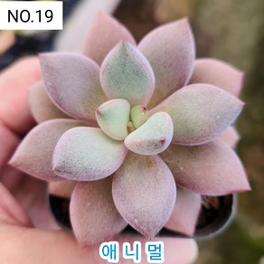 다육식물- 희귀 다육 100가지 모아보기, [NO. 19] 5.5cm 포트, 1개