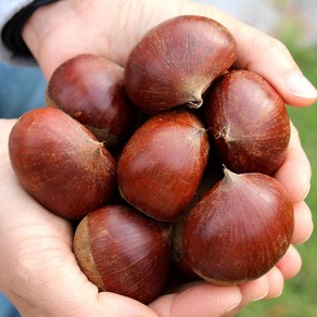 푸드마실 공주밤 24년 햇 밤 맛밤 알밤 옥광밤 특대, 1개, 3kg