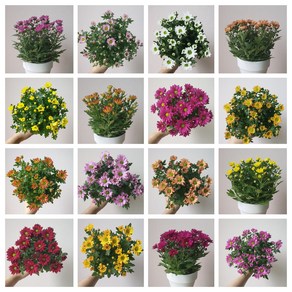 [무지개/ 골고루 6개묶음] 미니 국화 (꽃크기 3cm 소국 화분), 미니국화(꽃크기3cm)_ 6개 묶음(색상랜덤), 1세트