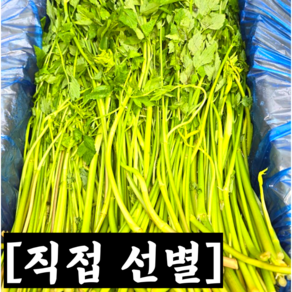 [산지직송] 싱싱한 국내산 미나리 1kg 4kg / 미나리 돌미나리 미나리 청도한재미나리 미나리환 alskfl 미날 한재미나리 국내산미나리 미나리1kg 미나리2kg 미나리1박스