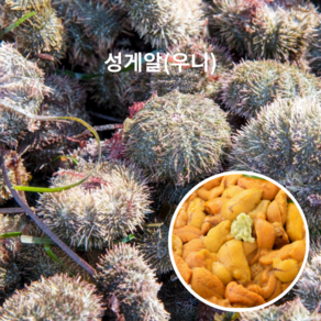 담다마켓 당일조업 생물 성게알 우니 말똥성게, 2개, 100g